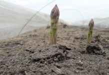 Rosnąca podaż szparagów w Niemczech wpływa na ich cenę