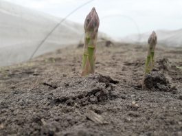 Rosnąca podaż szparagów w Niemczech wpływa na ich cenę