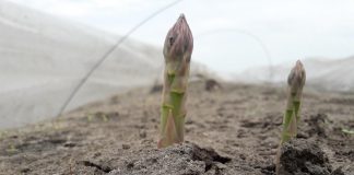 Rosnąca podaż szparagów w Niemczech wpływa na ich cenę