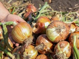 Czym się kierować przy wyborze odmiany cebuli? ( Cz. 2)