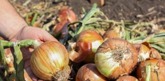 Czym się kierować przy wyborze odmiany cebuli? ( Cz. 2)
