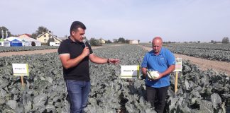 Kalafiory David i Gohan – uwagi uprawowe