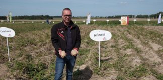 Propozycje odmian ziemniaka od Agrico Polska