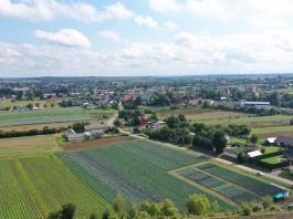 Jubileuszowe Charsznickie Dni Kapusty już za nami
