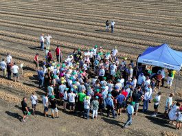 Cebula, jakiej może brakować w sezonie 2019