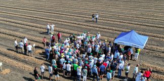 Cebula, jakiej może brakować w sezonie 2019