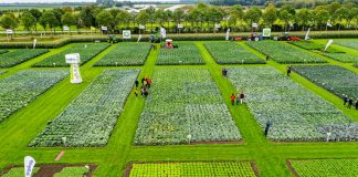 Pola pełne innowacji – Syngenta w Holandii