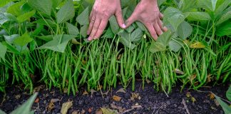 Warzywa na trudne warunki uprawowe (cz. I) – pomidor, ogórek, fasola szparagowa i kapusta