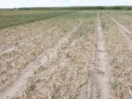 Rusza nabór wniosków dla rolników poszkodowanych w wyniku klęsk żywiołowych