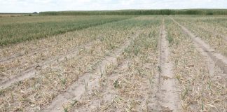 Rusza nabór wniosków dla rolników poszkodowanych w wyniku klęsk żywiołowych