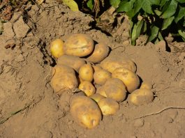 Czego sezon ziemniaczany 2017 może nas nauczyć w tym roku Ziemniaki po zastosowaniu technologii DSG