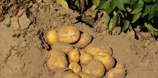 W oczekiwaniu na młode ziemniaki 2020. Kiedy będą dostępne Ziemniaki po zastosowaniu technologii DSG