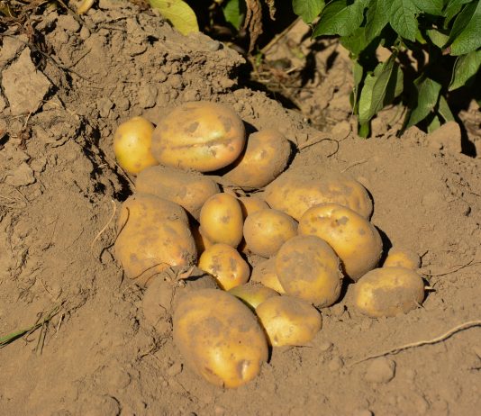 Czego sezon ziemniaczany 2017 może nas nauczyć w tym roku Ziemniaki po zastosowaniu technologii DSG