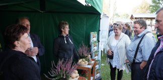 Odmiany ziemniaka – polskie, Jurek, Michalina, Oberon, Debar, Lord, Tajfun, Tacja ziemniaki tacja