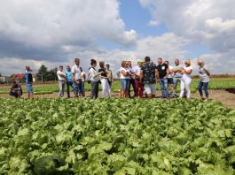 Sałaty w siedmiu typach