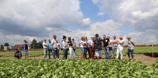 Sałaty w siedmiu typach