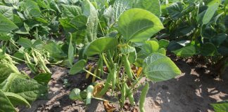 Nawożenie fasolki szparagowej