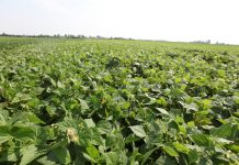 Hybrydowe podejście do uprawy warzyw strączkowych i kukurydzy cukrowej – gleba i nawożenie plantacja fasolki szparagowej