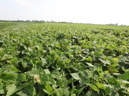 Hybrydowe podejście do uprawy warzyw strączkowych i kukurydzy cukrowej – gleba i nawożenie plantacja fasolki szparagowej