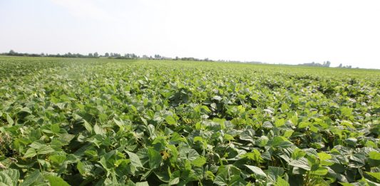 plantacja fasolki szparagowej