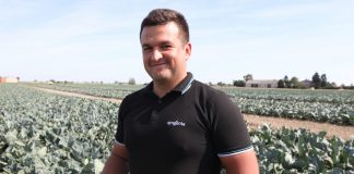 O kalafiorach i brokułach na Lubelszczyźnie