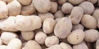 Sezon na wczesne ziemniaki – Egipt
