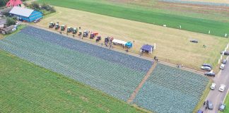 Kapusta i marchew na charsznickich polach