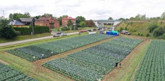 Profes(s)orski poziom uprawy kapusty