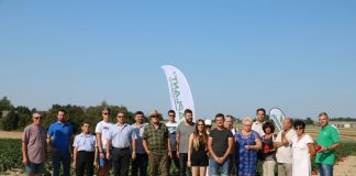 Uprawa papryki w gruncie – fotogaleria