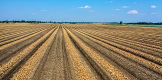 Zaawansowane technologie wsparciem dla rolnictwa