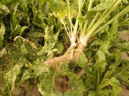 Uprawa chrzanu w gospodarstwie z tradycjami Chrzan 20.082019