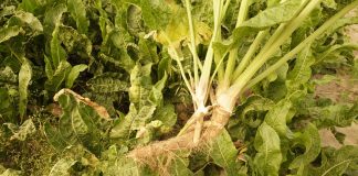 Uprawa chrzanu w gospodarstwie z tradycjami Chrzan 20.082019