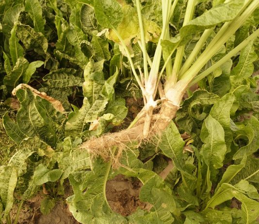 Uprawa chrzanu w gospodarstwie z tradycjami Chrzan 20.082019