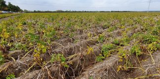 Chloroprofam co dalej?