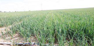 Trwa nabór wniosków na nawodnienia- kilka istotnych kryteriów naboru