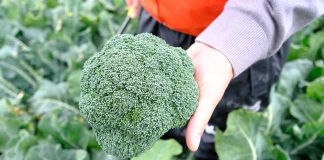 Czy stres wodny wydłuża trwałość pozbiorczą brokułów?