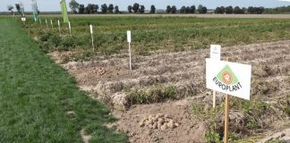 Najsmczniejsza odmiana ziemniaków – forum, opinie – Ricarda, Marabel, Madeira, Ricarda, Connect, Corinna – Europlant ziemniak ricardo