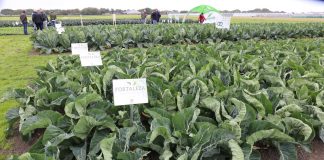 Seminis na polach pokazowych w Holandii