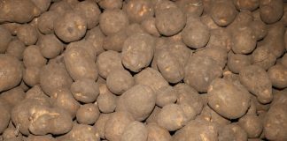 Ukraina importuje ziemniaki z Polski i z innych krajów