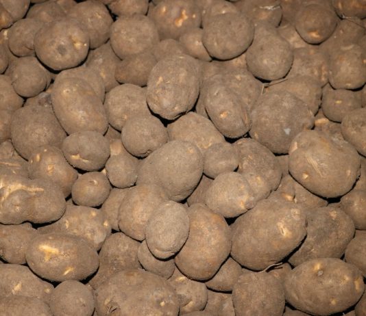 Ukraina importuje ziemniaki z Polski i z innych krajów