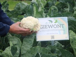 Odmiany szpinaku i kalafiorów Seminis na polach pokazowych w Holandii