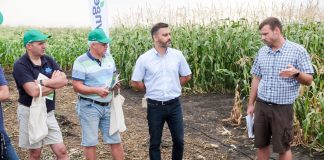 Kukurydze słodkie i supersłodkie na węgierskich polach