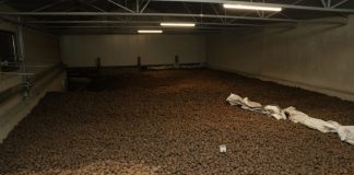 Przeciwdziałanie kiełkowaniu bulw ziemniaków w przechowalni