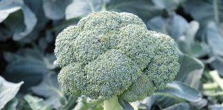 Brokułowe rekomendacje z Mazowsza