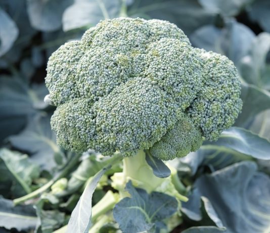 Brokułowe rekomendacje z Mazowsza