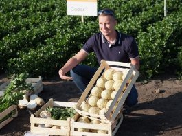 Dobra lekcja z uprawy selera, cz. I – odmiany