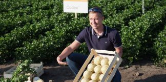 Dobra lekcja z uprawy selera, cz. I – odmiany