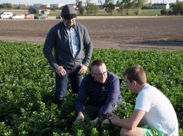 Dobra lekcja z uprawy selera, cz. II – nawożenie i ochrona