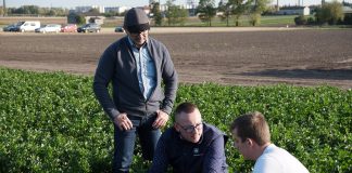 Dobra lekcja z uprawy selera, cz. II – nawożenie i ochrona