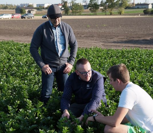 Dobra lekcja z uprawy selera, cz. II – nawożenie i ochrona